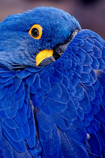 Photo:  Blue parrod
